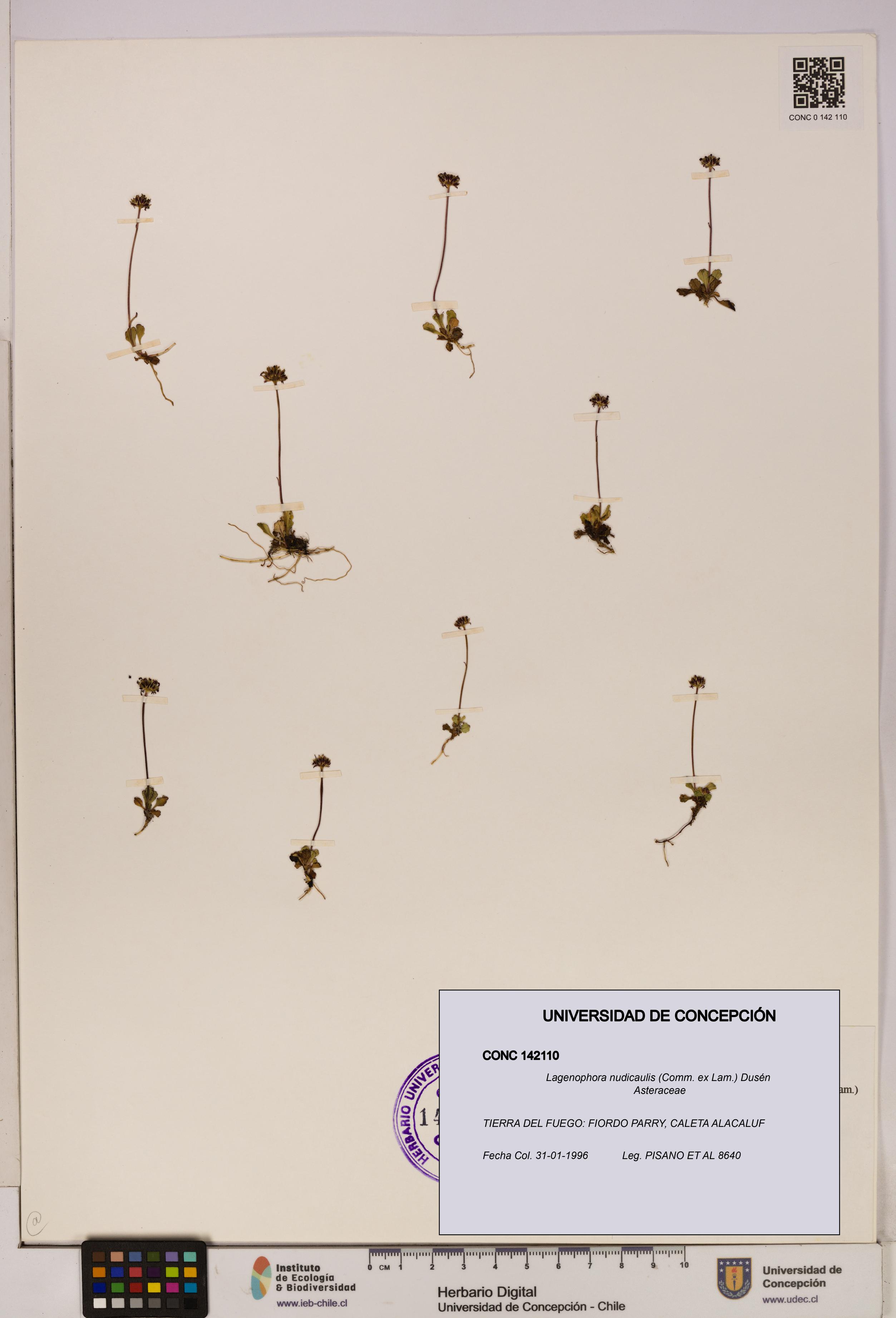 Lagenophora nudicaulis [Espécimen: ]