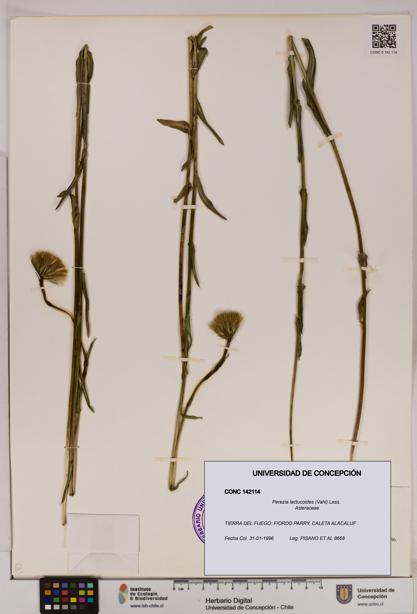 Perezia lactucoides [Espécimen: UDEC:CONC:0142114]