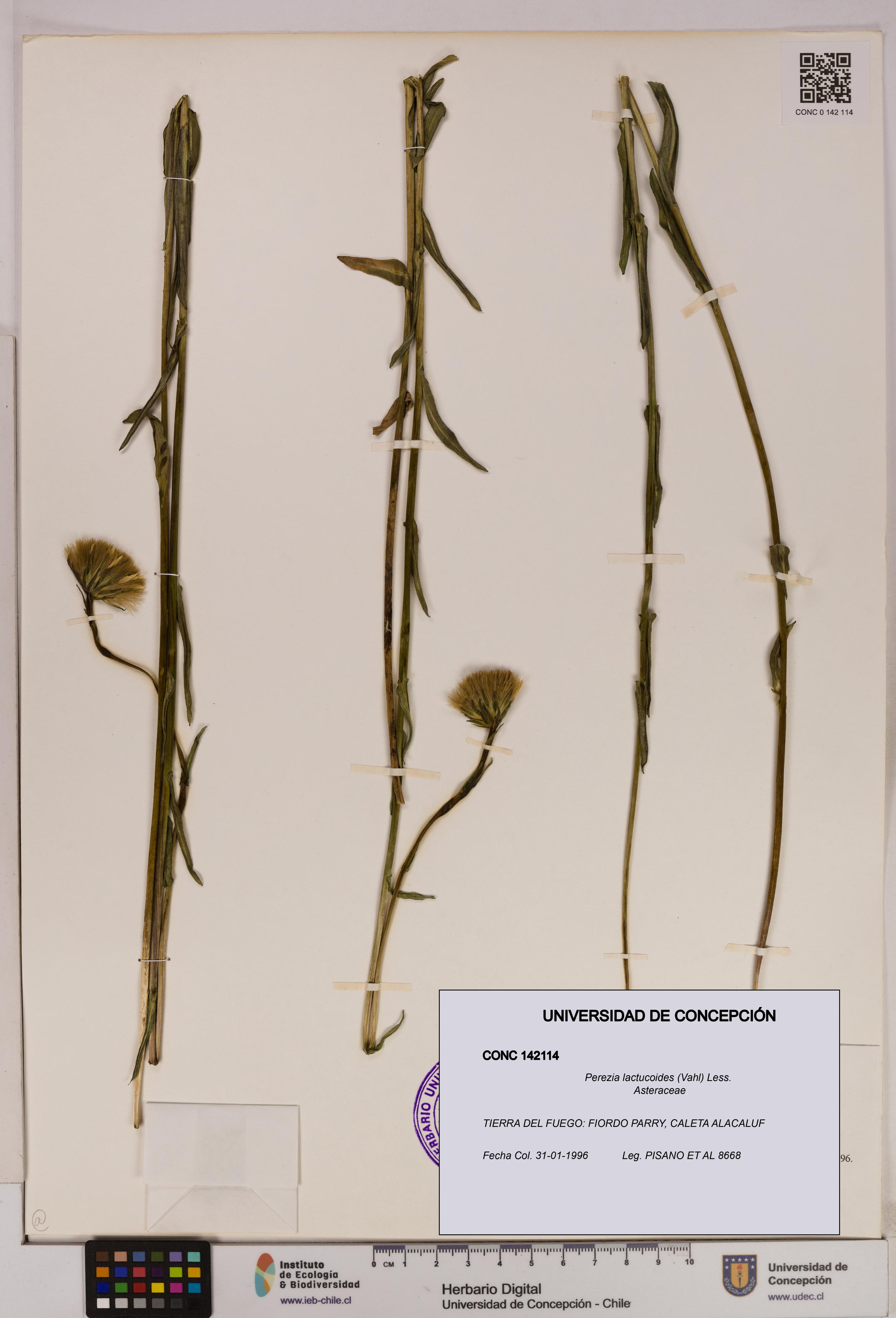 Perezia lactucoides [Espécimen: UDEC:CONC:0142114]