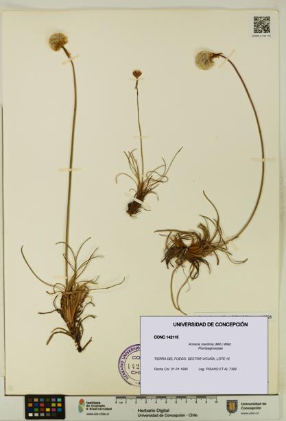 Armeria maritima [Espécimen: UDEC:CONC:0142115]