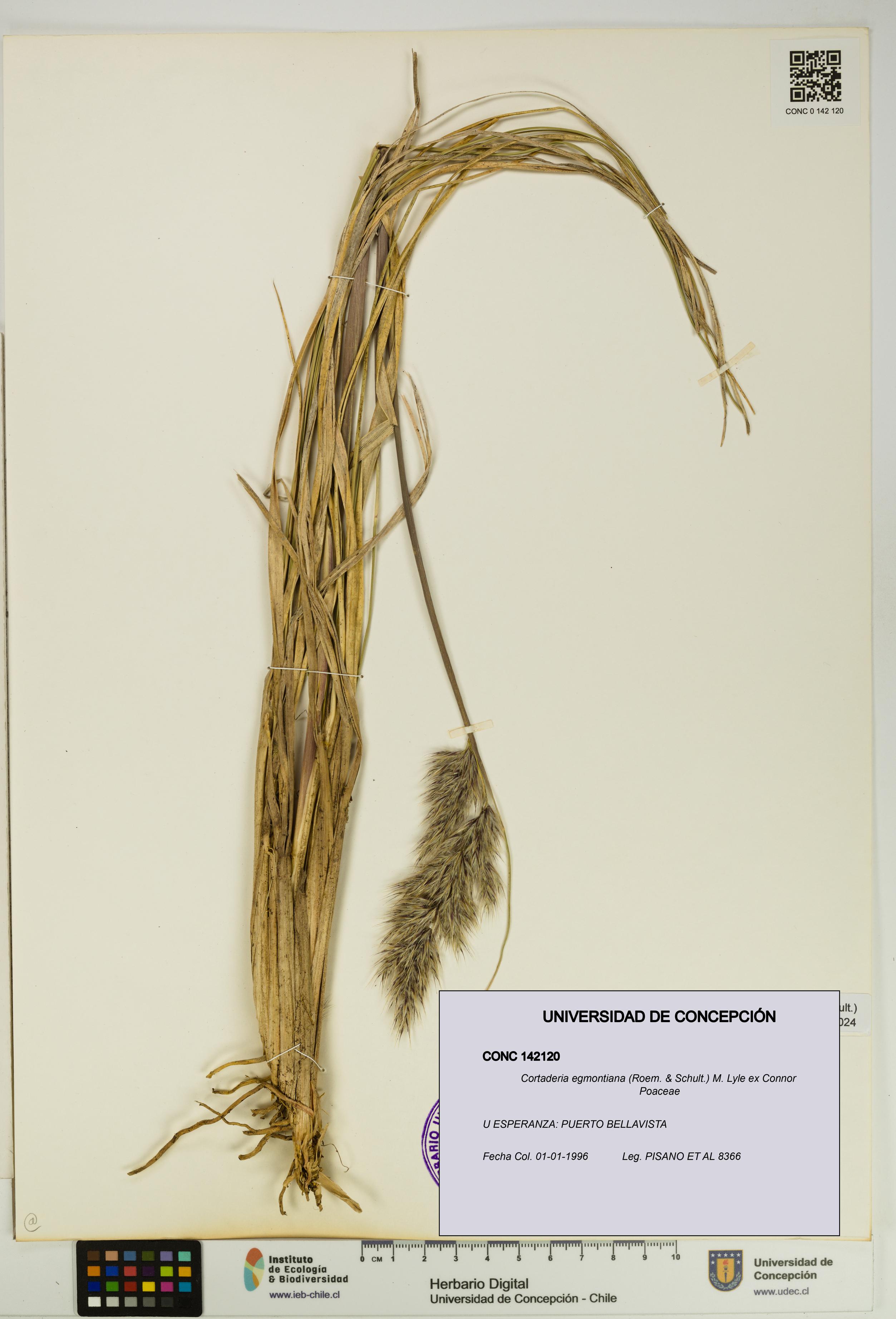 Cortaderia egmontiana [Espécimen: UDEC:CONC:0142120]