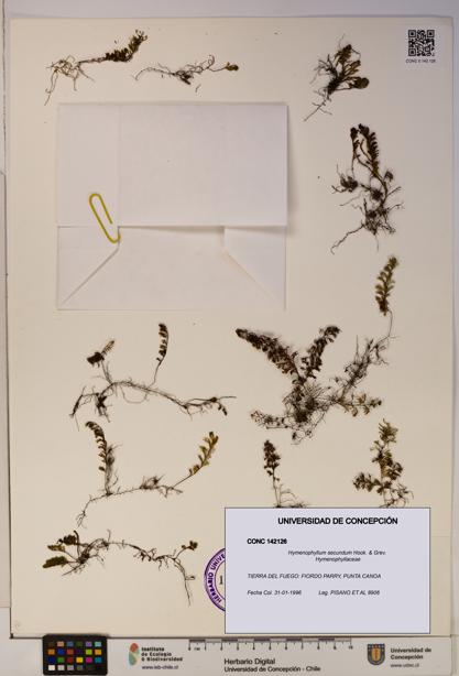 Hymenophyllum secundum [Espécimen: ]