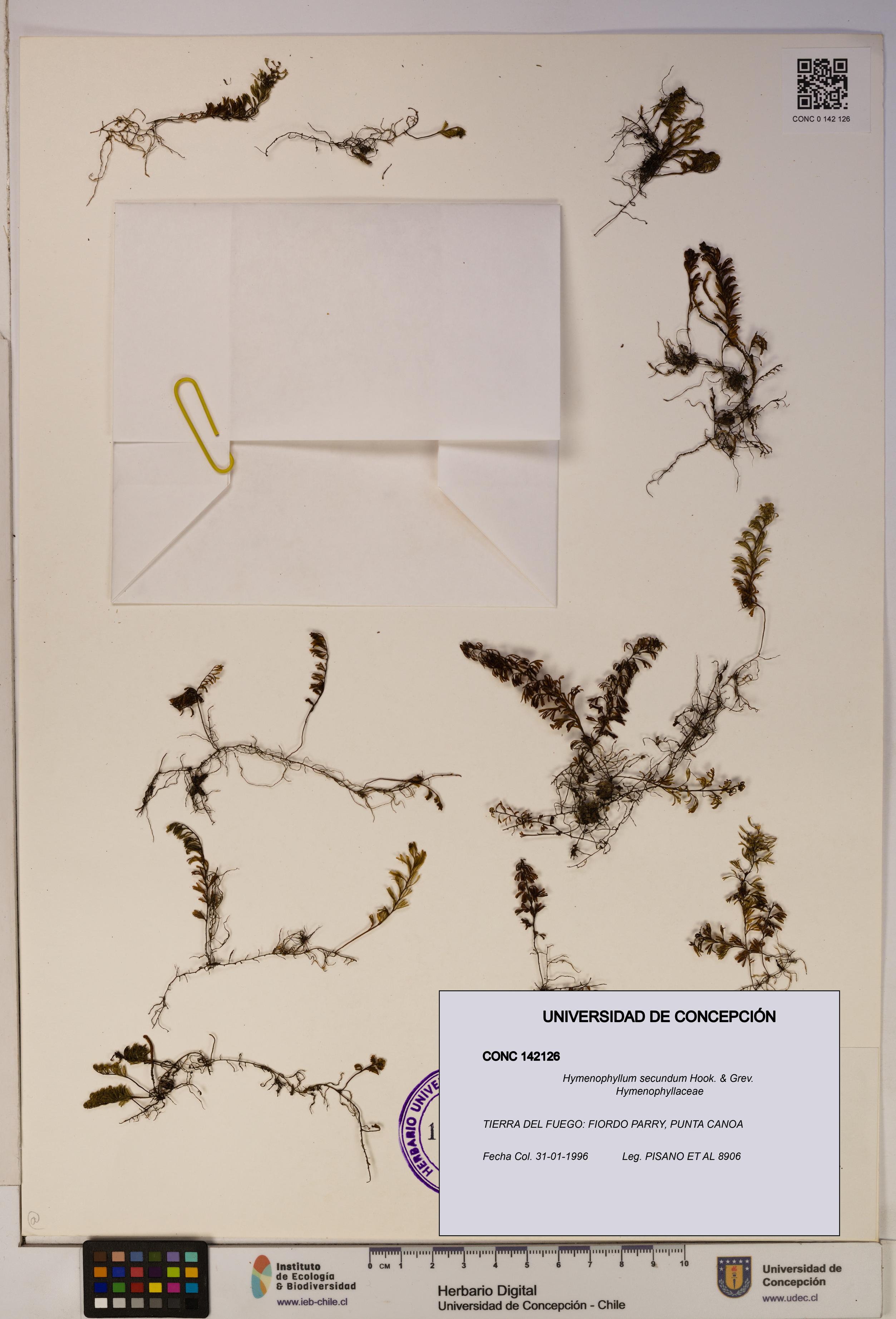 Hymenophyllum secundum [Espécimen: ]