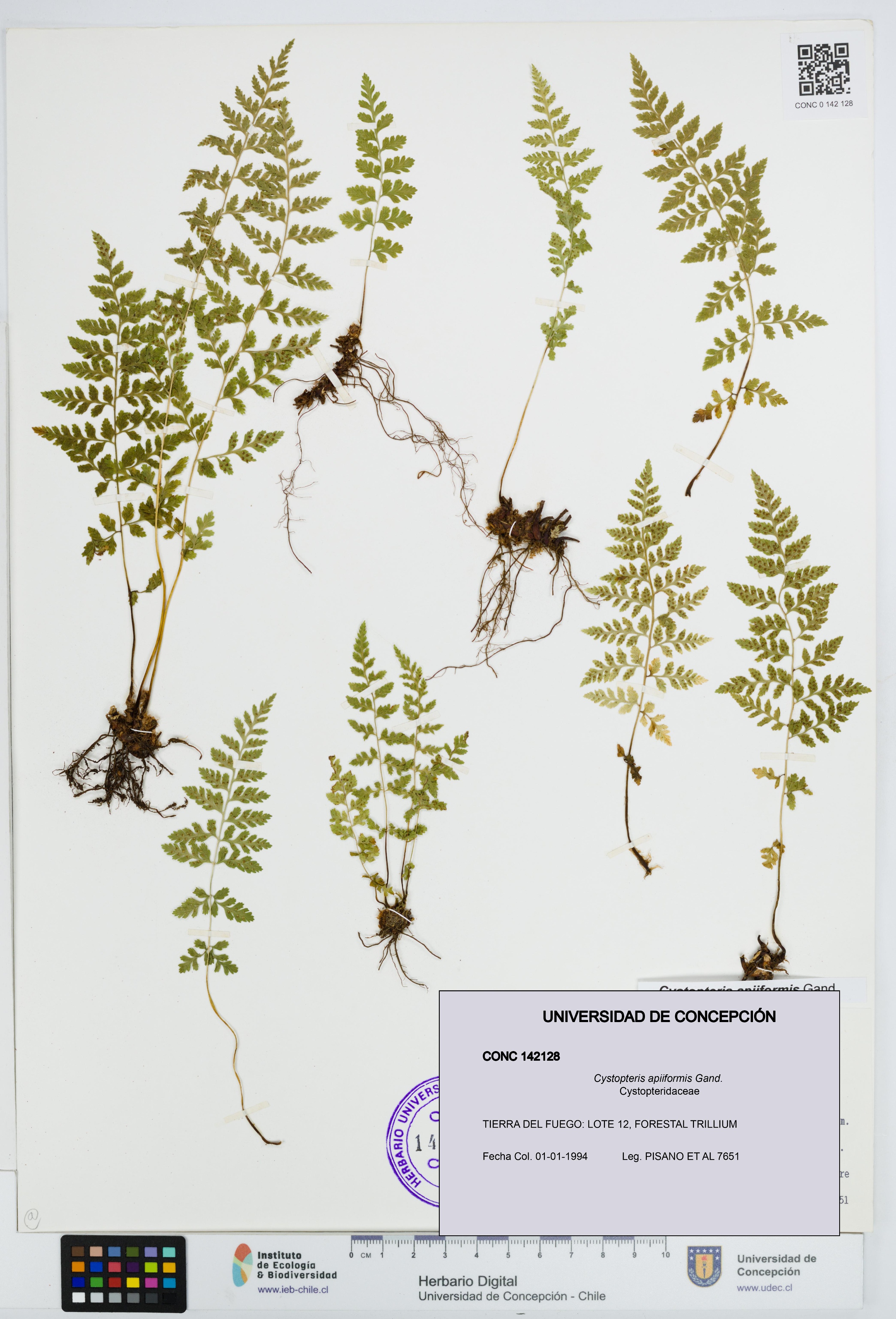 Cystopteris apiiformis [Espécimen: UDEC:CONC:0142128]