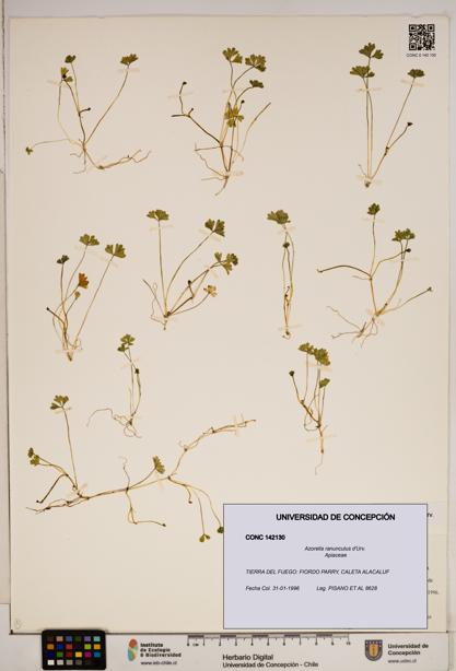 Azorella ranunculus [Espécimen: ]