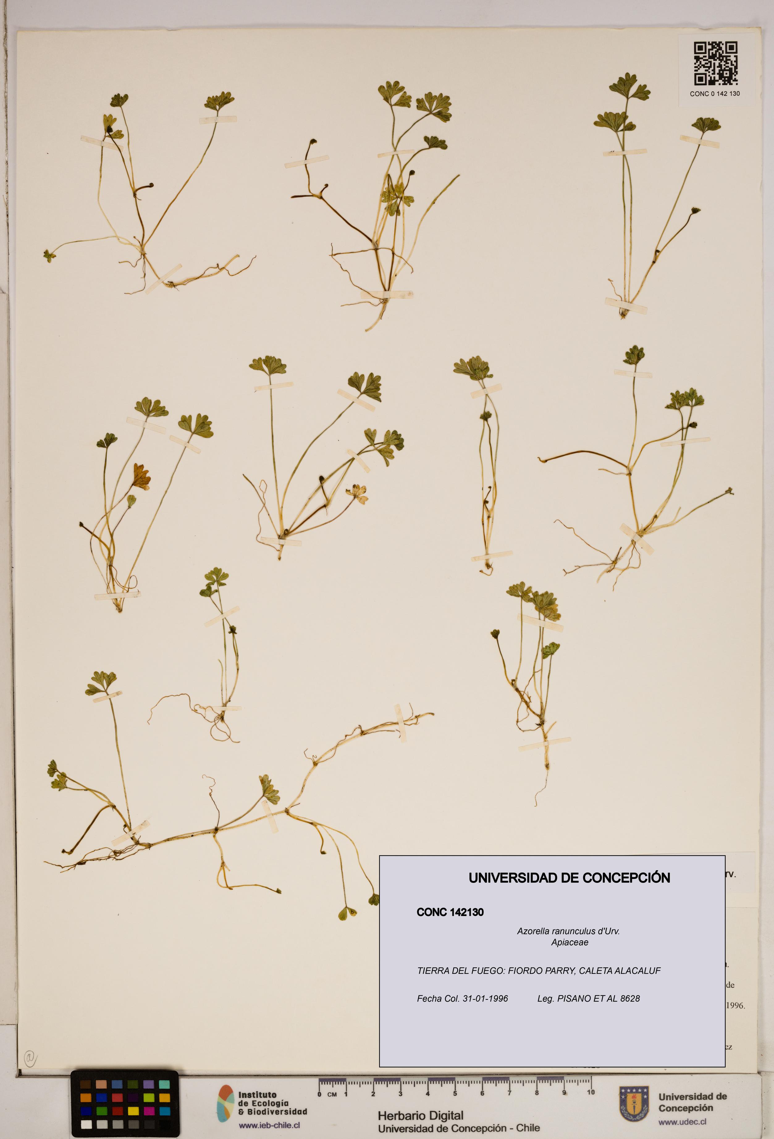 Azorella ranunculus [Espécimen: ]