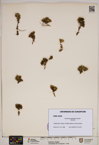 Azorella lycopodioides [Espécimen: ]