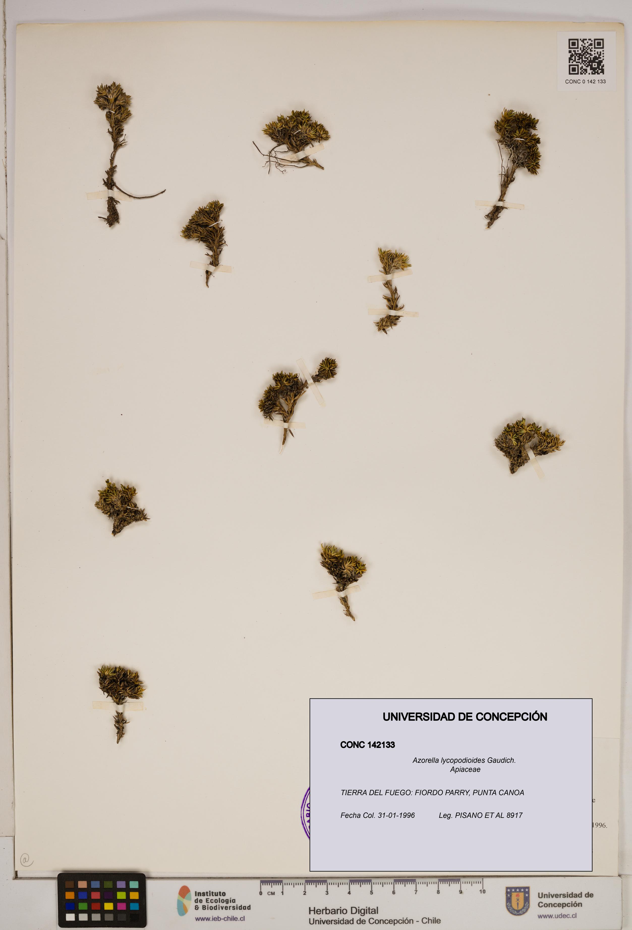 Azorella lycopodioides [Espécimen: ]