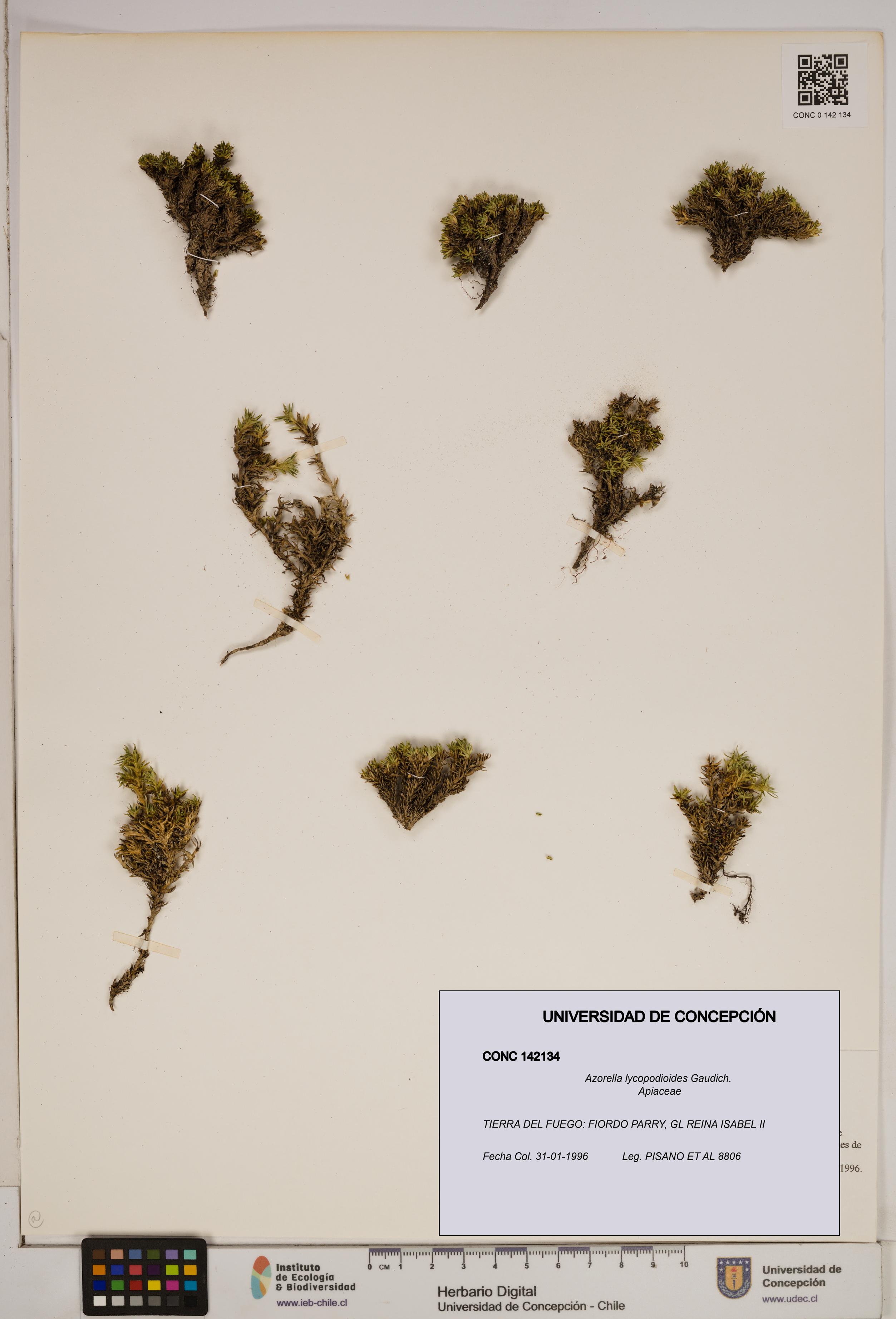 Azorella lycopodioides [Espécimen: ]