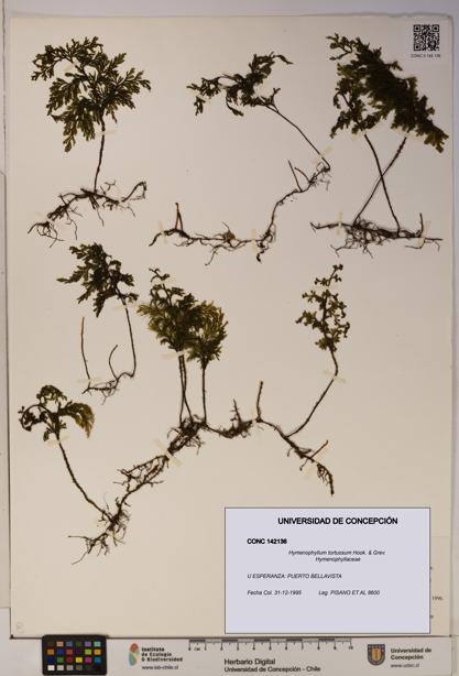 Hymenophyllum tortuosum [Espécimen: ]