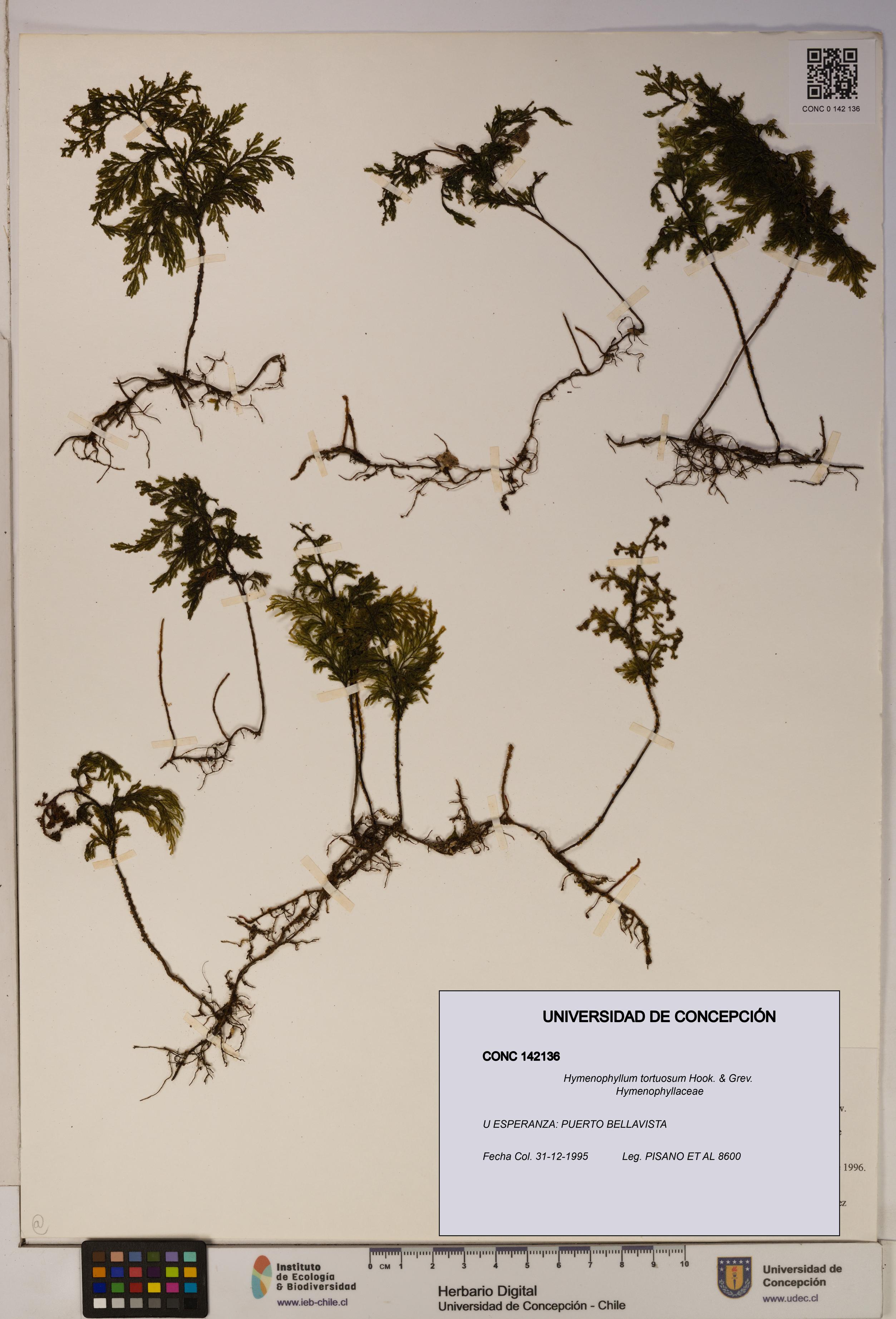 Hymenophyllum tortuosum [Espécimen: ]