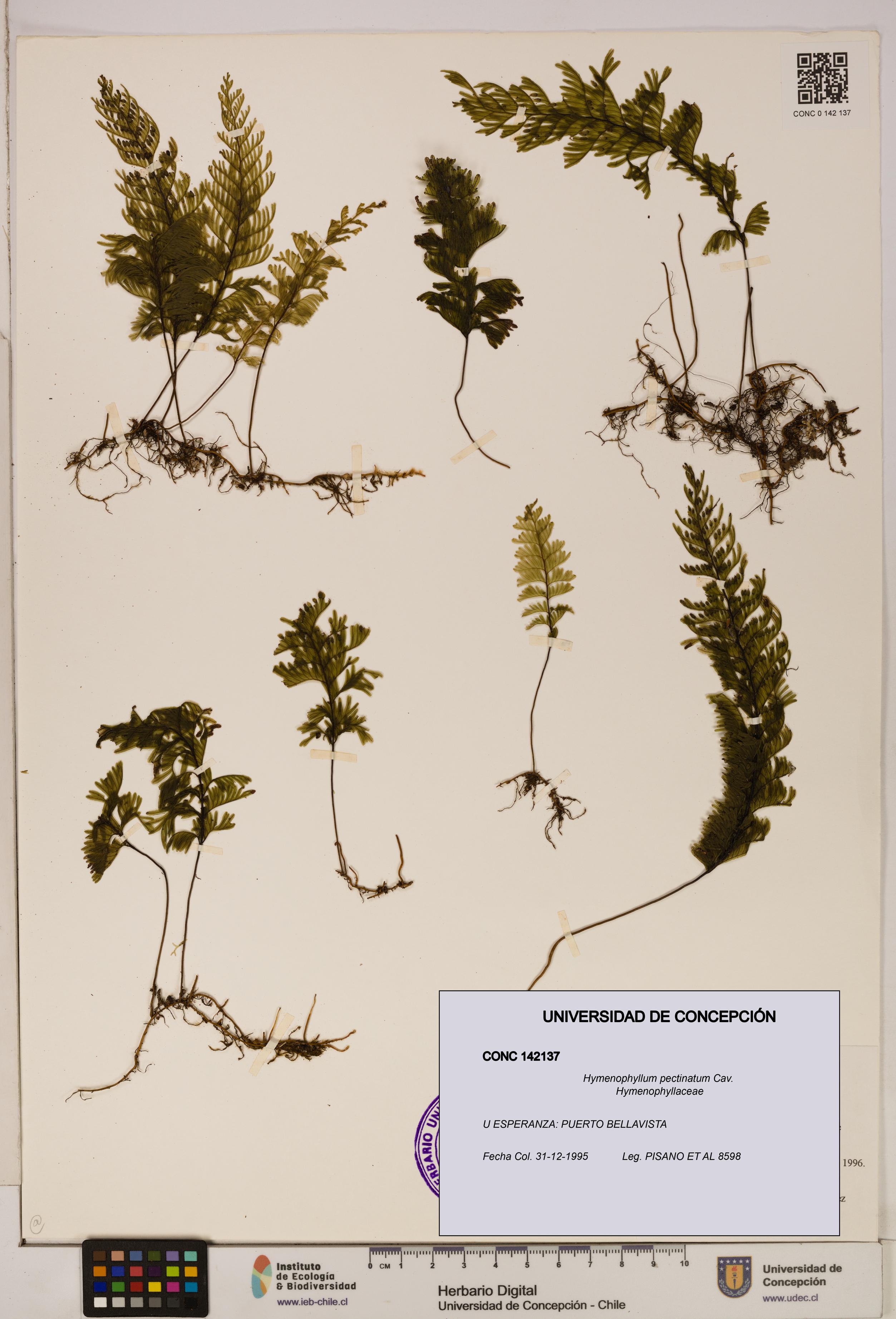 Hymenophyllum pectinatum [Espécimen: ]