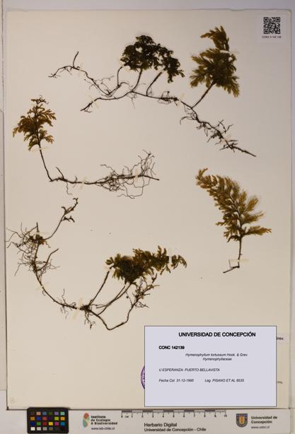 Hymenophyllum tortuosum [Espécimen: ]