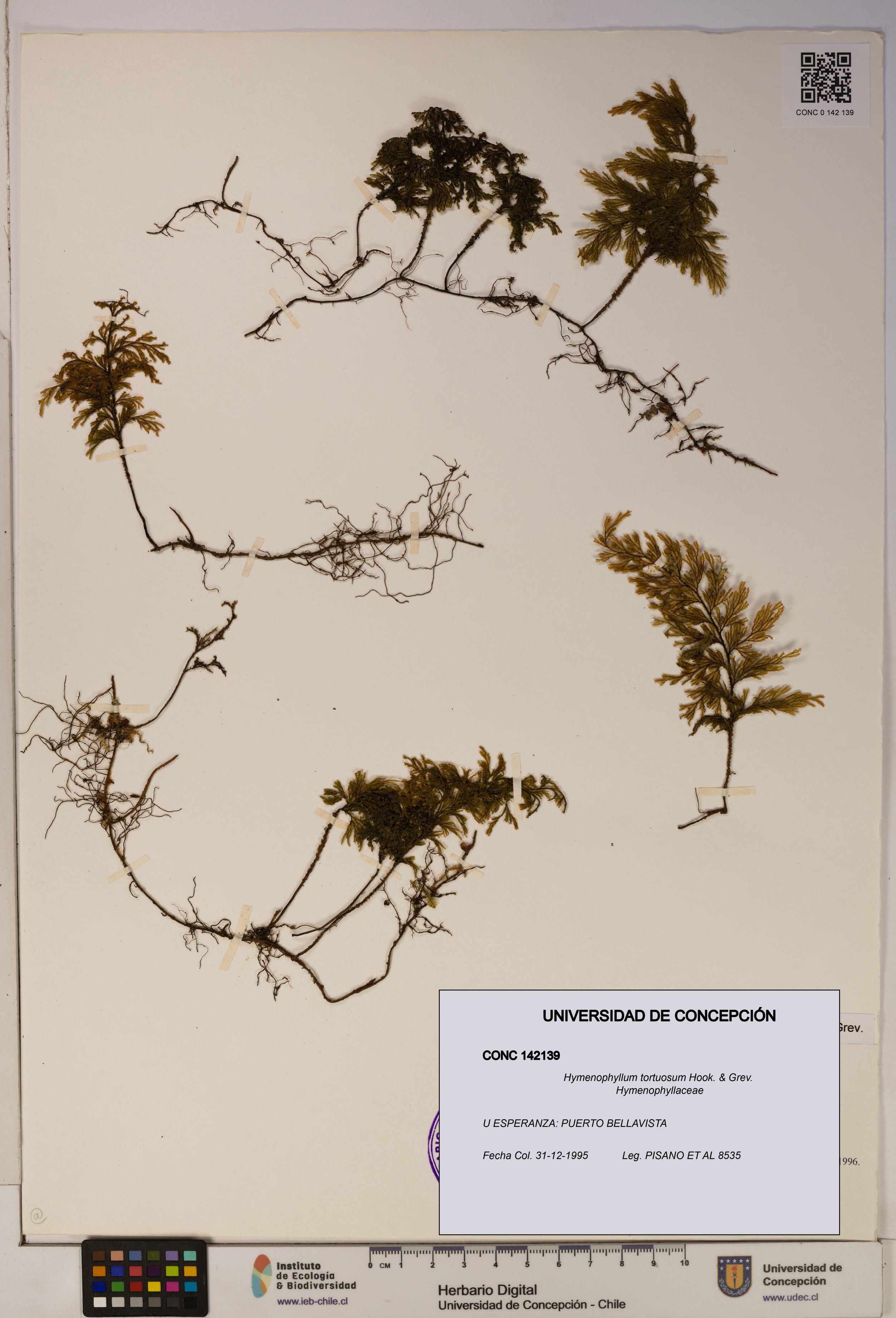 Hymenophyllum tortuosum [Espécimen: ]