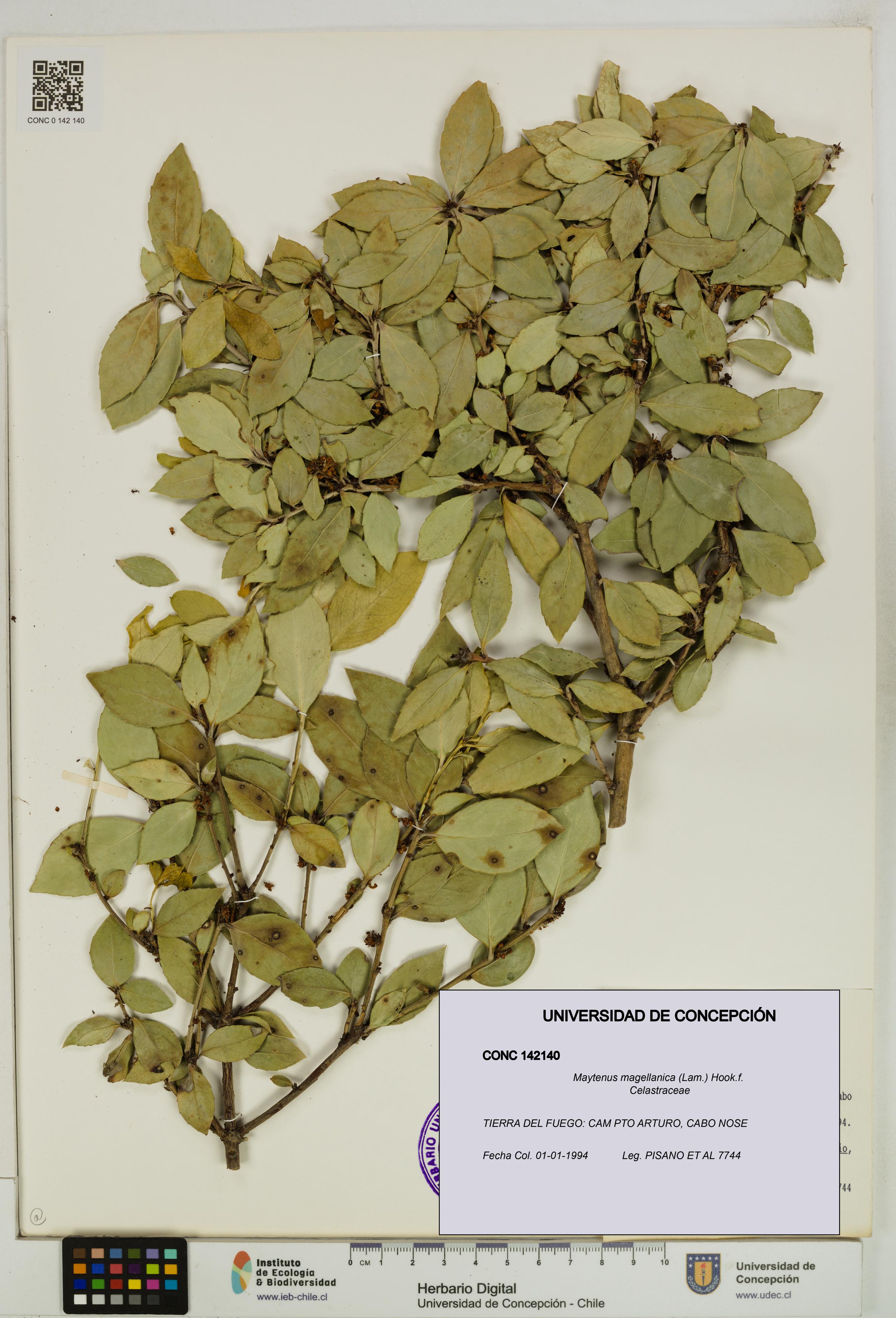 Maytenus magellanica [Espécimen: UDEC:CONC:0142140]