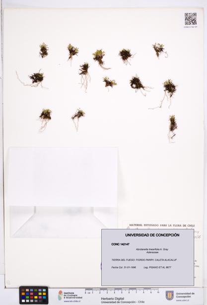Abrotanella linearifolia [Espécimen: ]