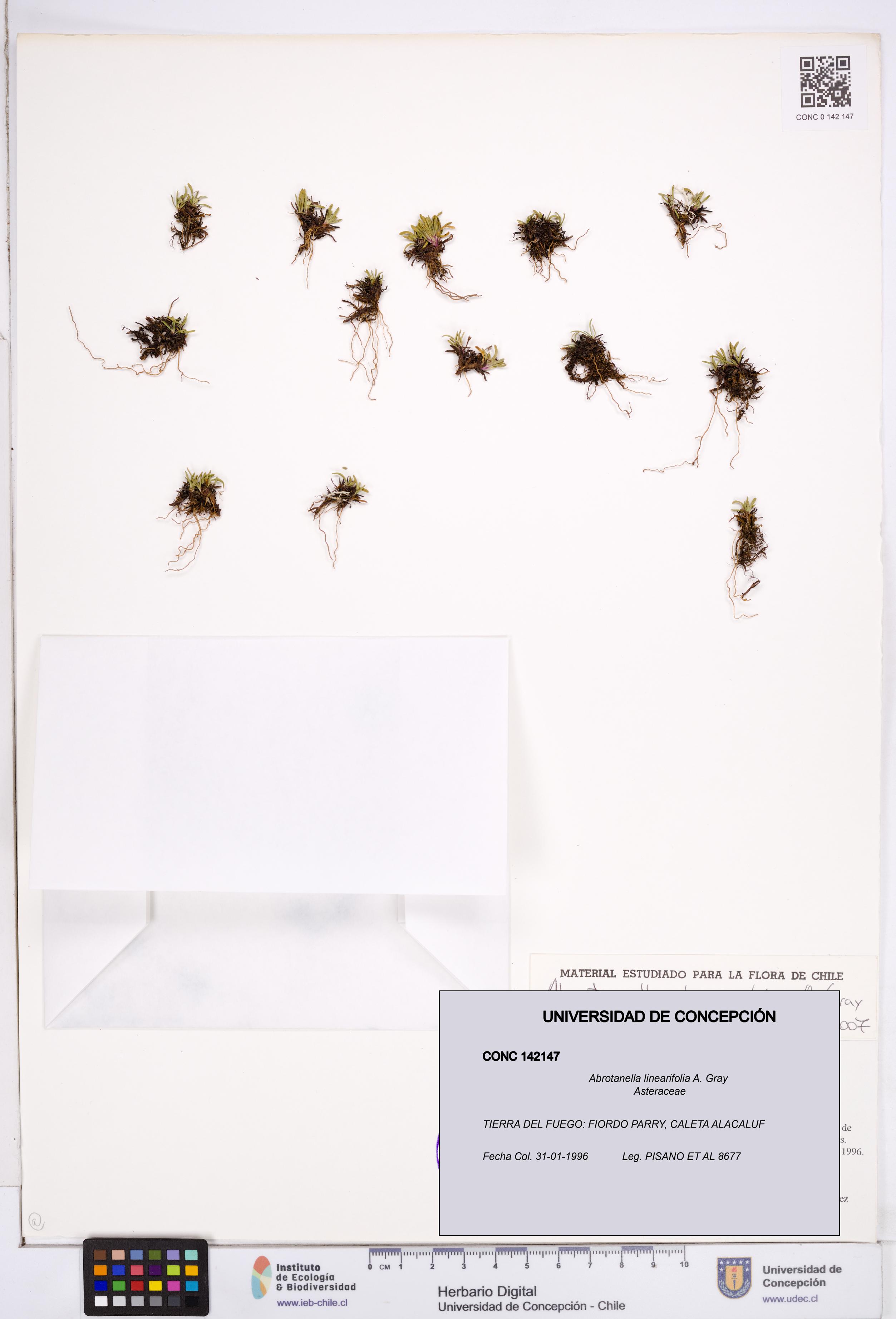 Abrotanella linearifolia [Espécimen: ]