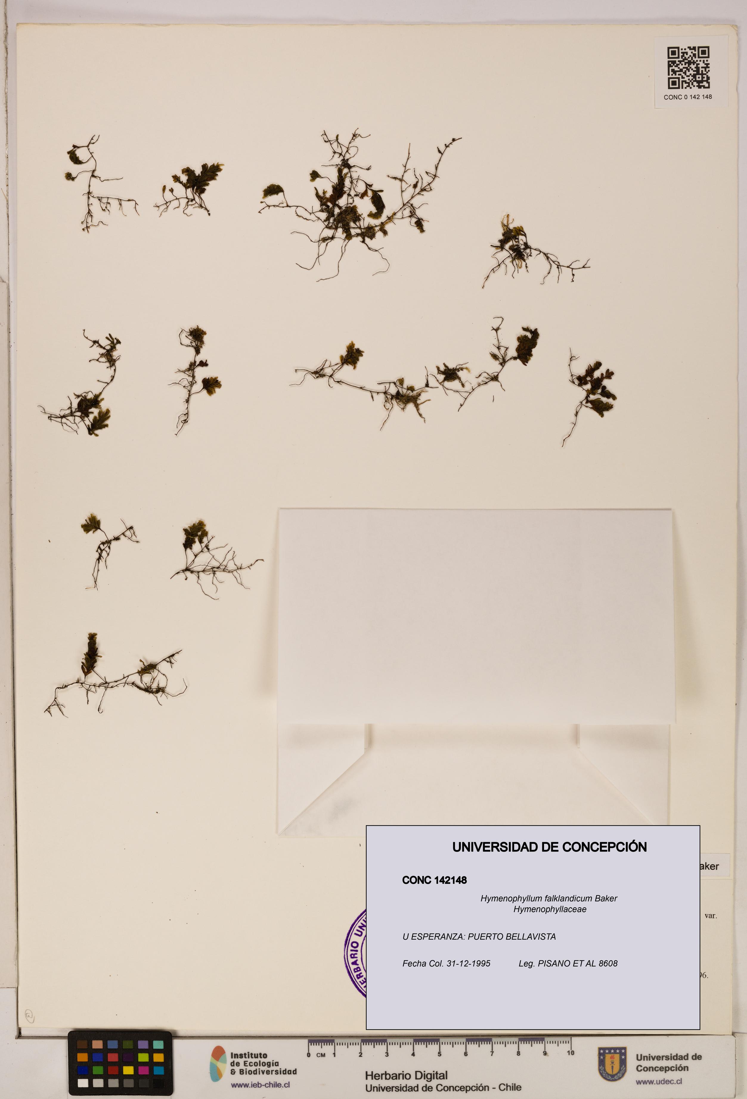 Hymenophyllum falklandicum [Espécimen: UDEC:CONC:0142148]