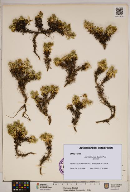 Azorella trifurcata [Espécimen: ]