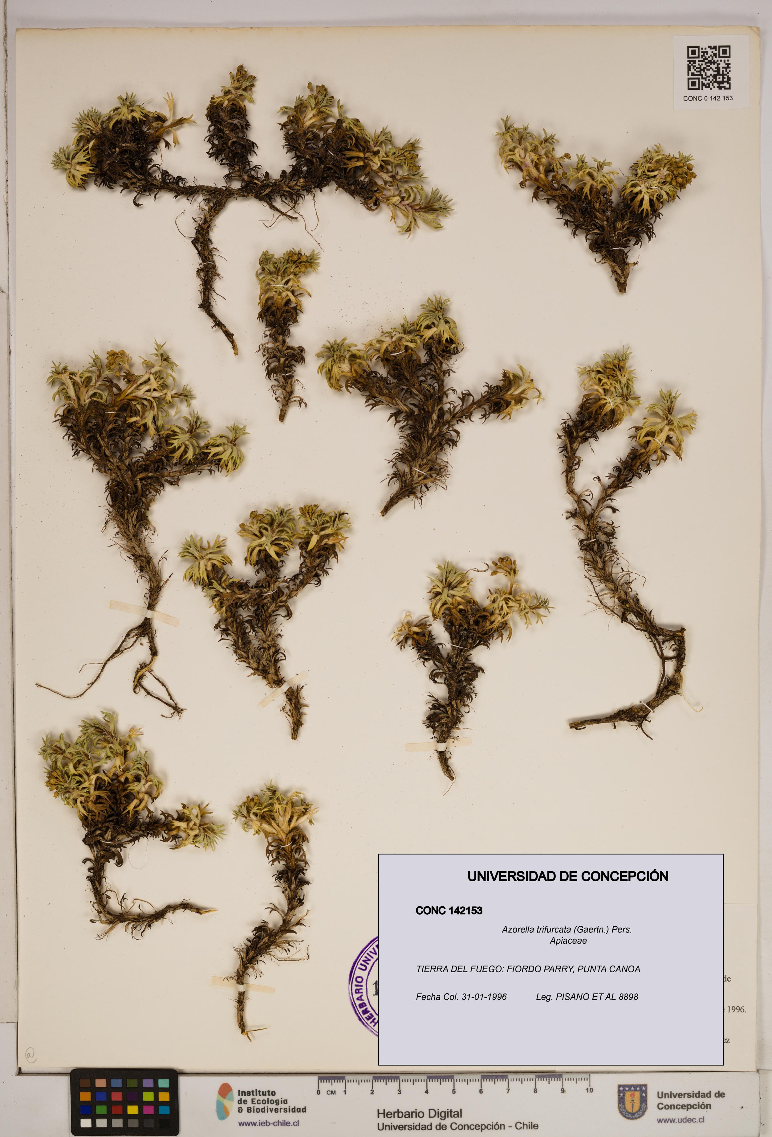 Azorella trifurcata [Espécimen: ]