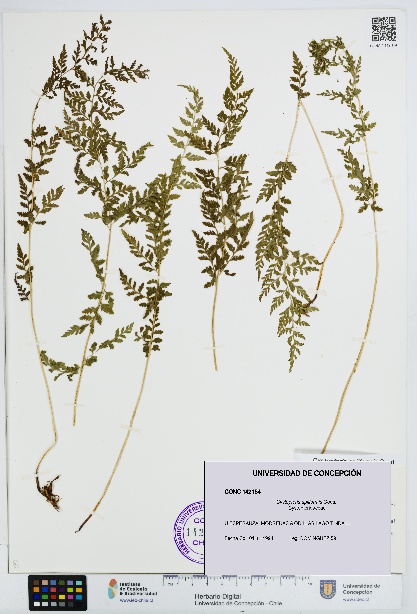 Cystopteris apiiformis [Espécimen: UDEC:CONC:0142154]