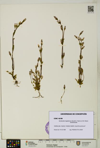 Gentianella magellanica [Espécimen: UDEC:CONC:0142156]