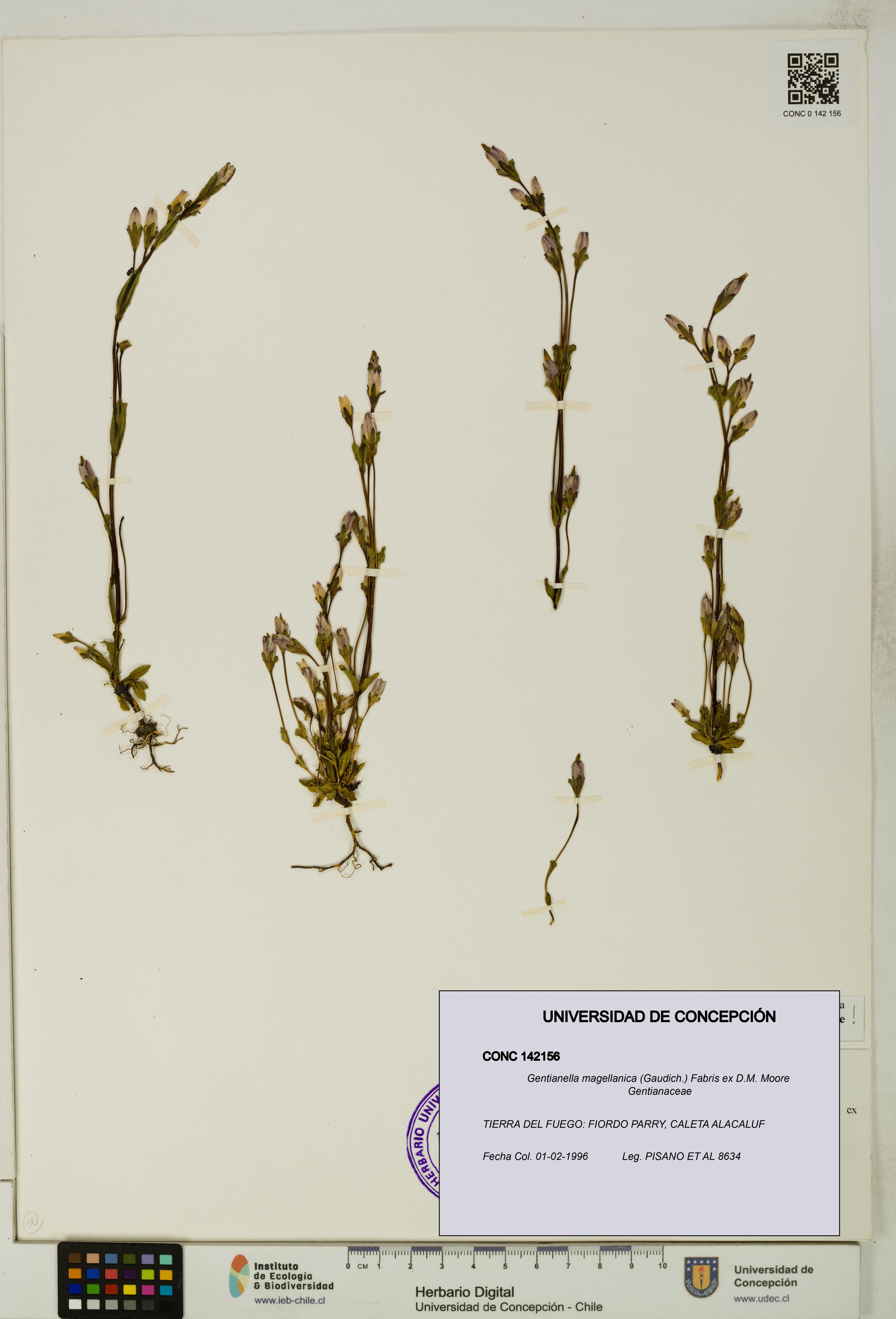 Gentianella magellanica [Espécimen: UDEC:CONC:0142156]
