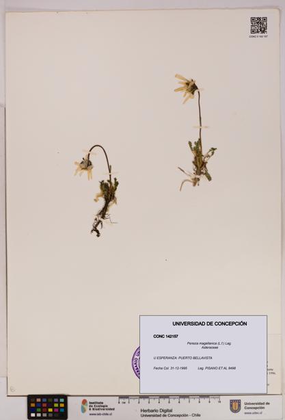 Perezia magellanica [Espécimen: UDEC:CONC:0142157]