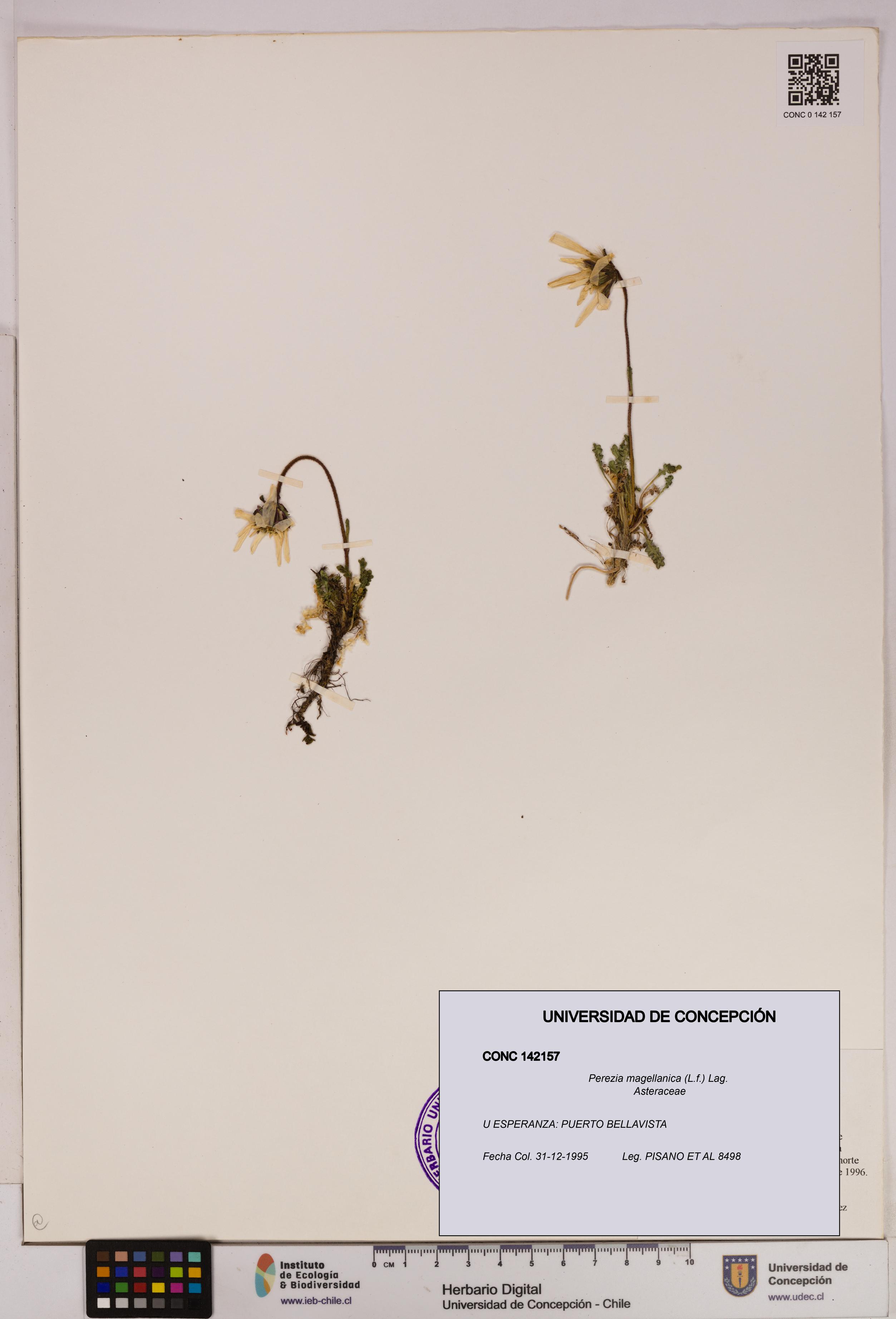 Perezia magellanica [Espécimen: UDEC:CONC:0142157]