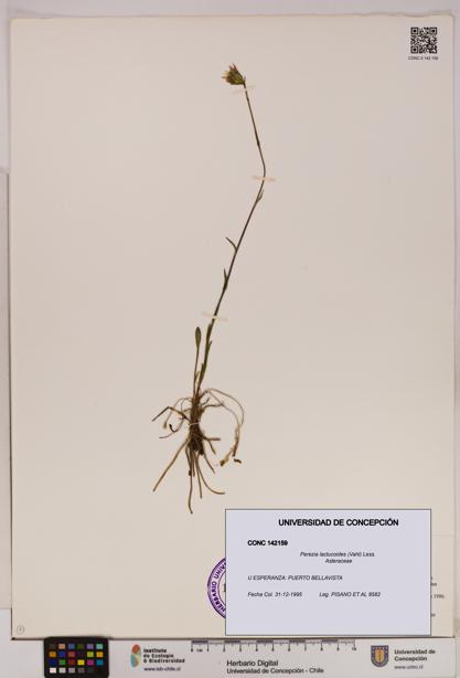 Perezia lactucoides [Espécimen: UDEC:CONC:0142159]