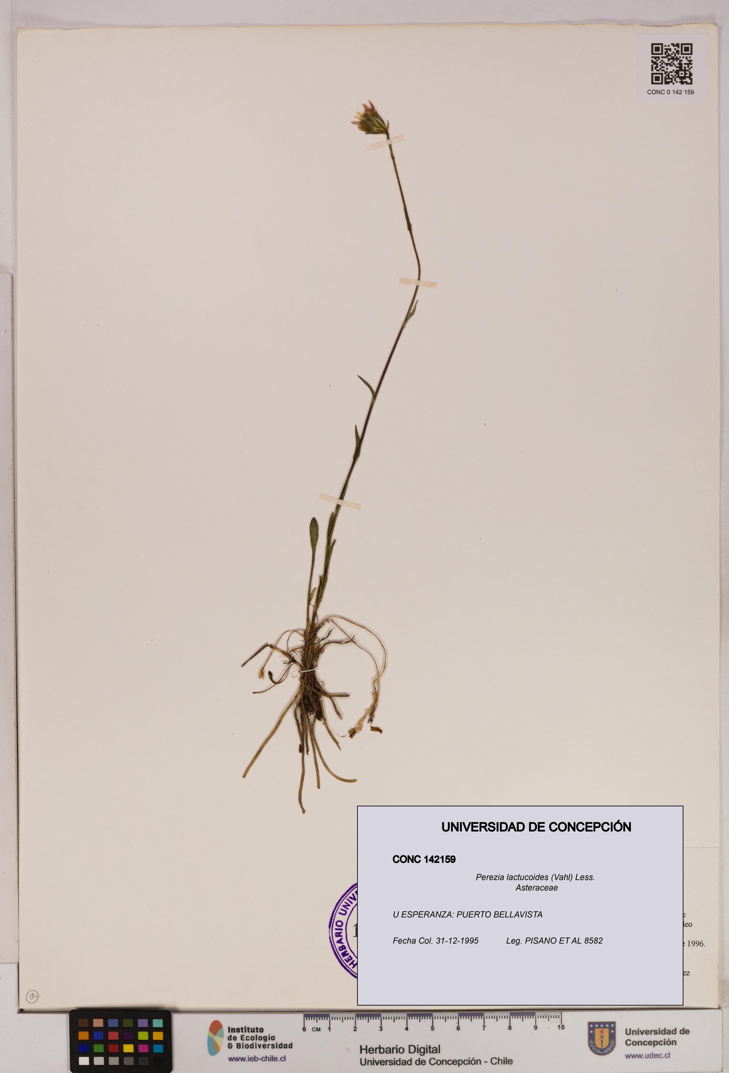 Perezia lactucoides [Espécimen: UDEC:CONC:0142159]