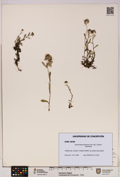 Gamochaeta spiciformis [Espécimen: UDEC:CONC:0142164]