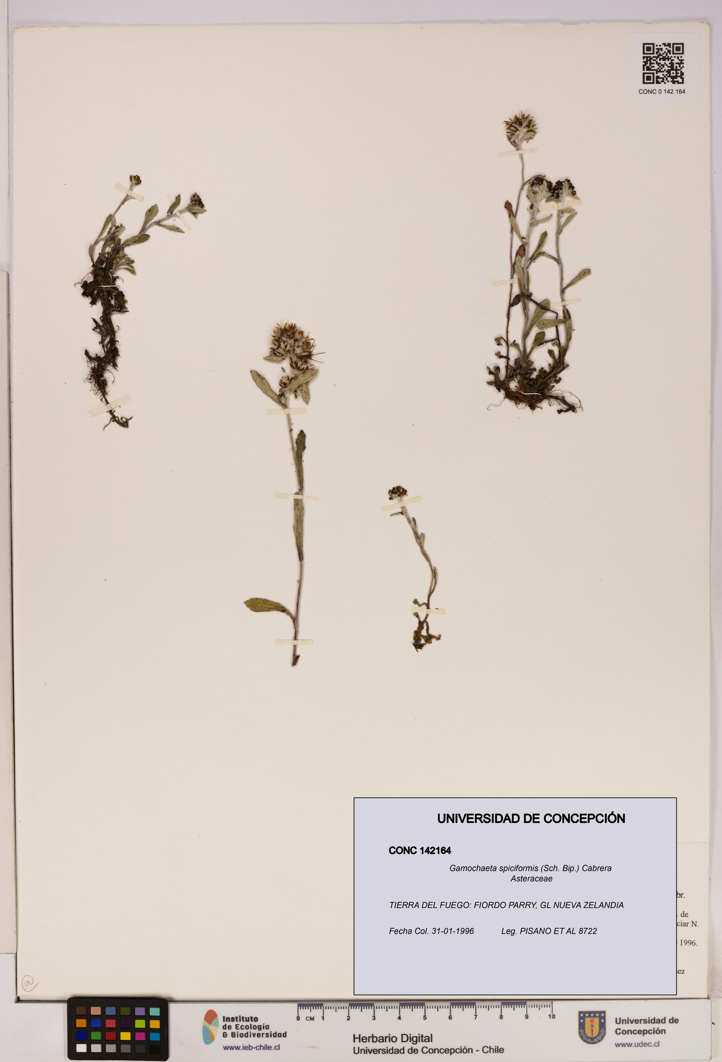 Gamochaeta spiciformis [Espécimen: UDEC:CONC:0142164]