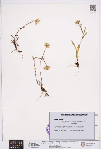 Symphyotrichum vahlii [Espécimen: ]