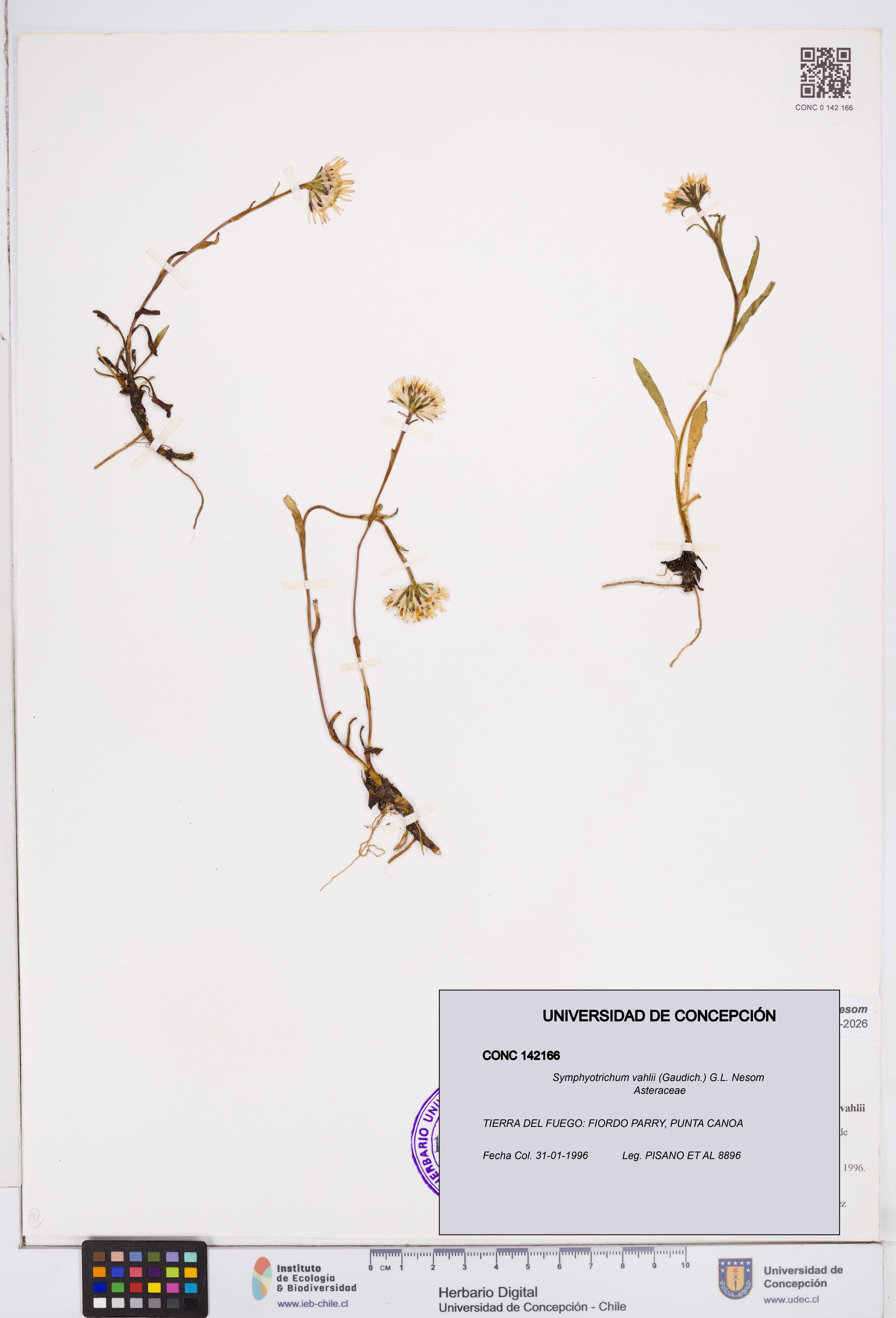 Symphyotrichum vahlii [Espécimen: ]