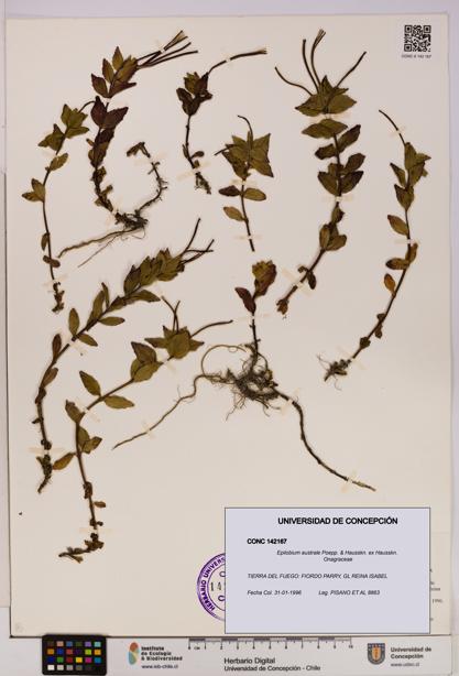 Epilobium australe [Espécimen: UDEC:CONC:0142167]