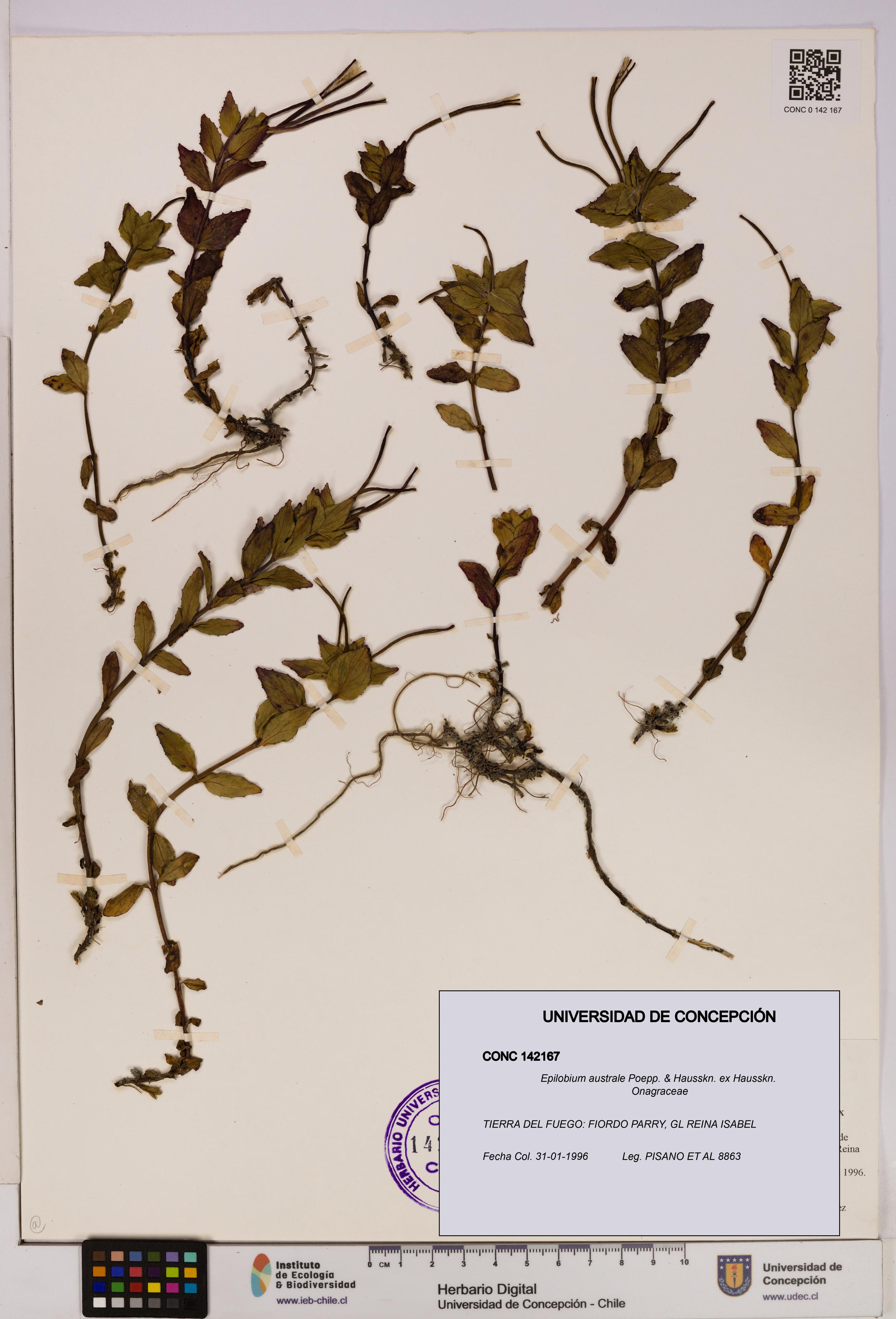 Epilobium australe [Espécimen: UDEC:CONC:0142167]
