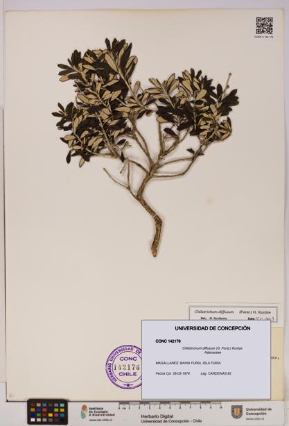Chiliotrichum diffusum [Espécimen: UDEC:CONC:0142176]
