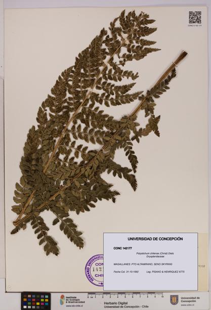 Polystichum chilense [Espécimen: UDEC:CONC:0142177]