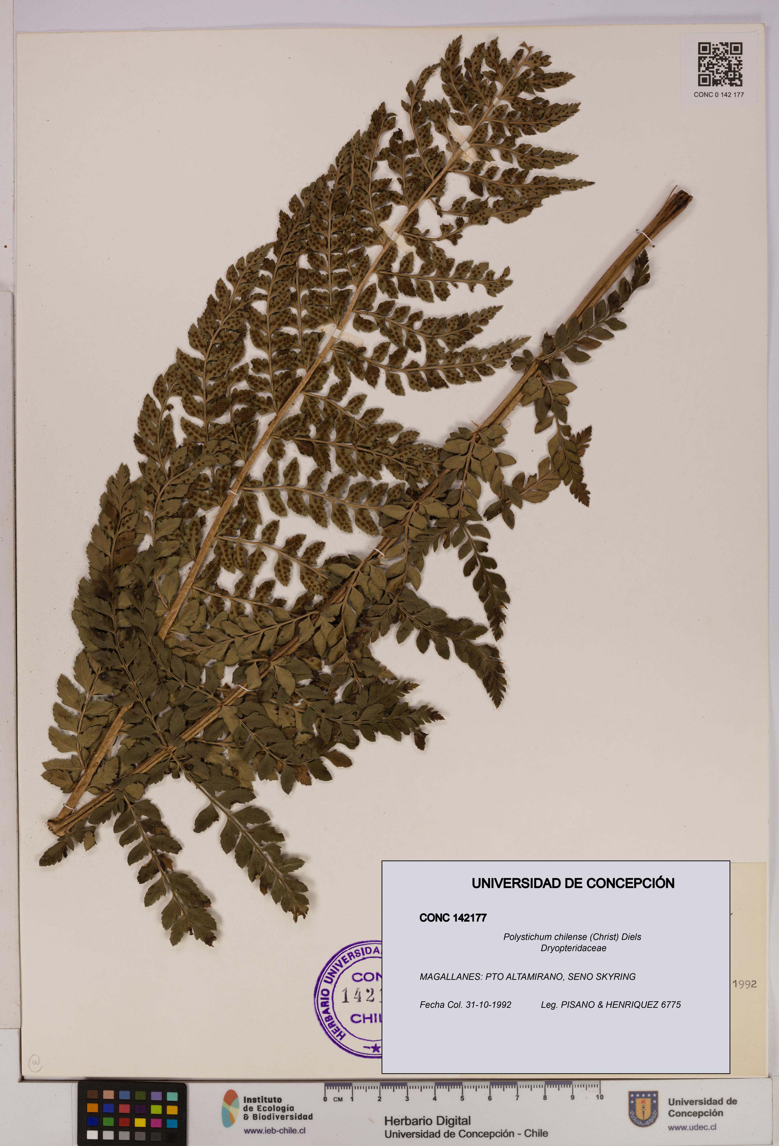 Polystichum chilense [Espécimen: UDEC:CONC:0142177]