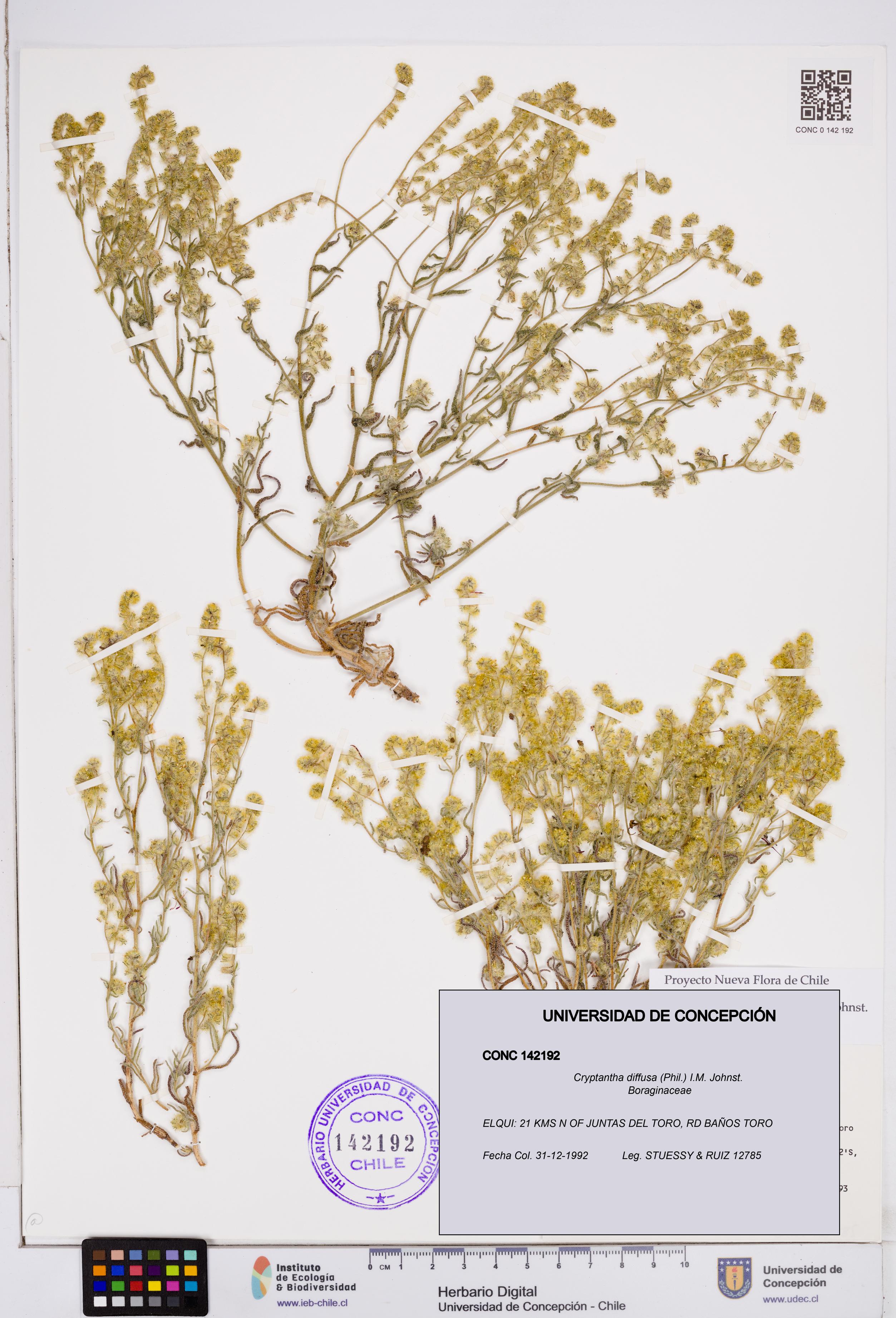 Cryptantha diffusa [Espécimen: ]