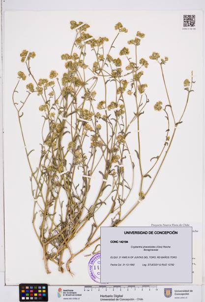 Cryptantha phaceloides [Espécimen: ]
