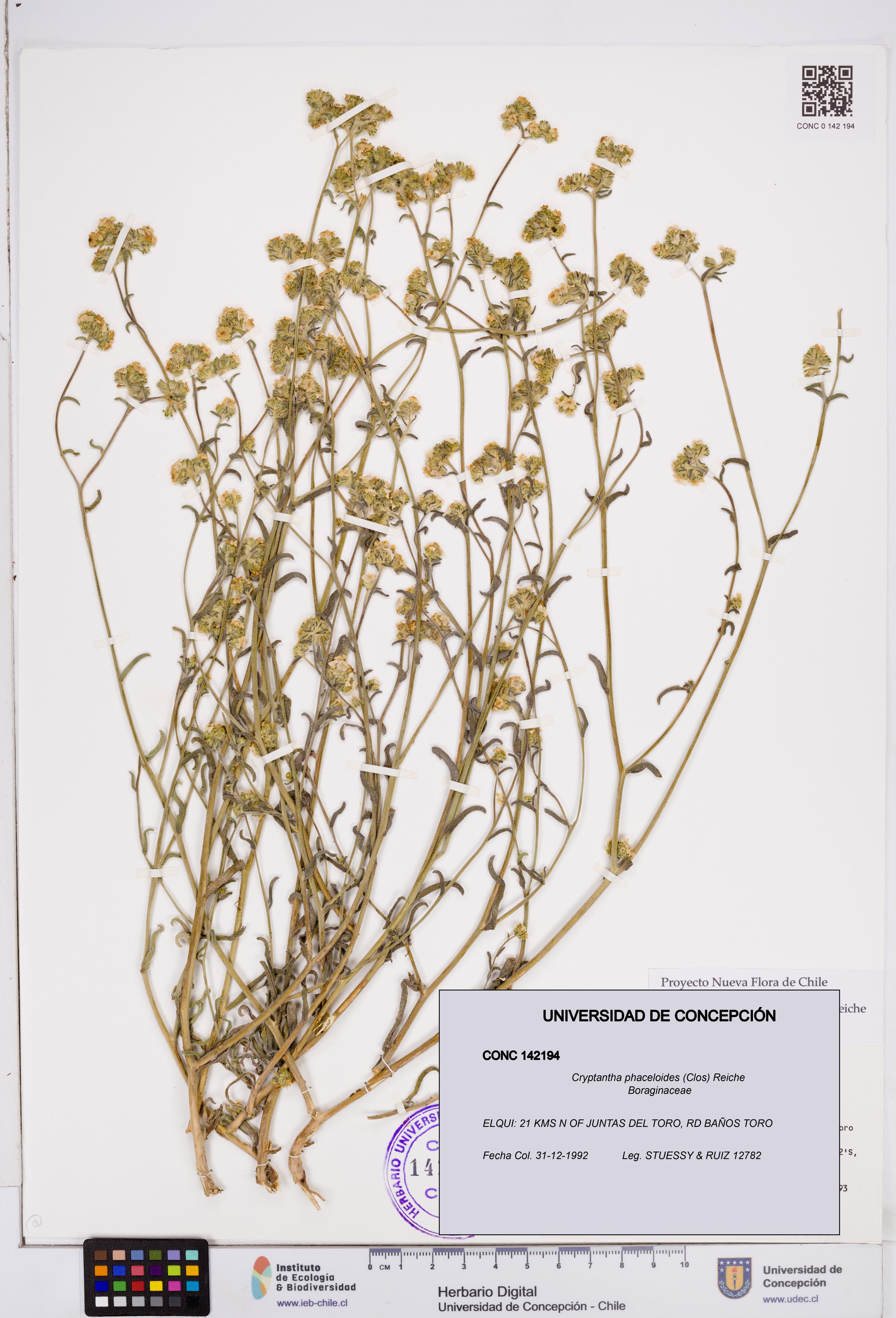 Cryptantha phaceloides [Espécimen: ]