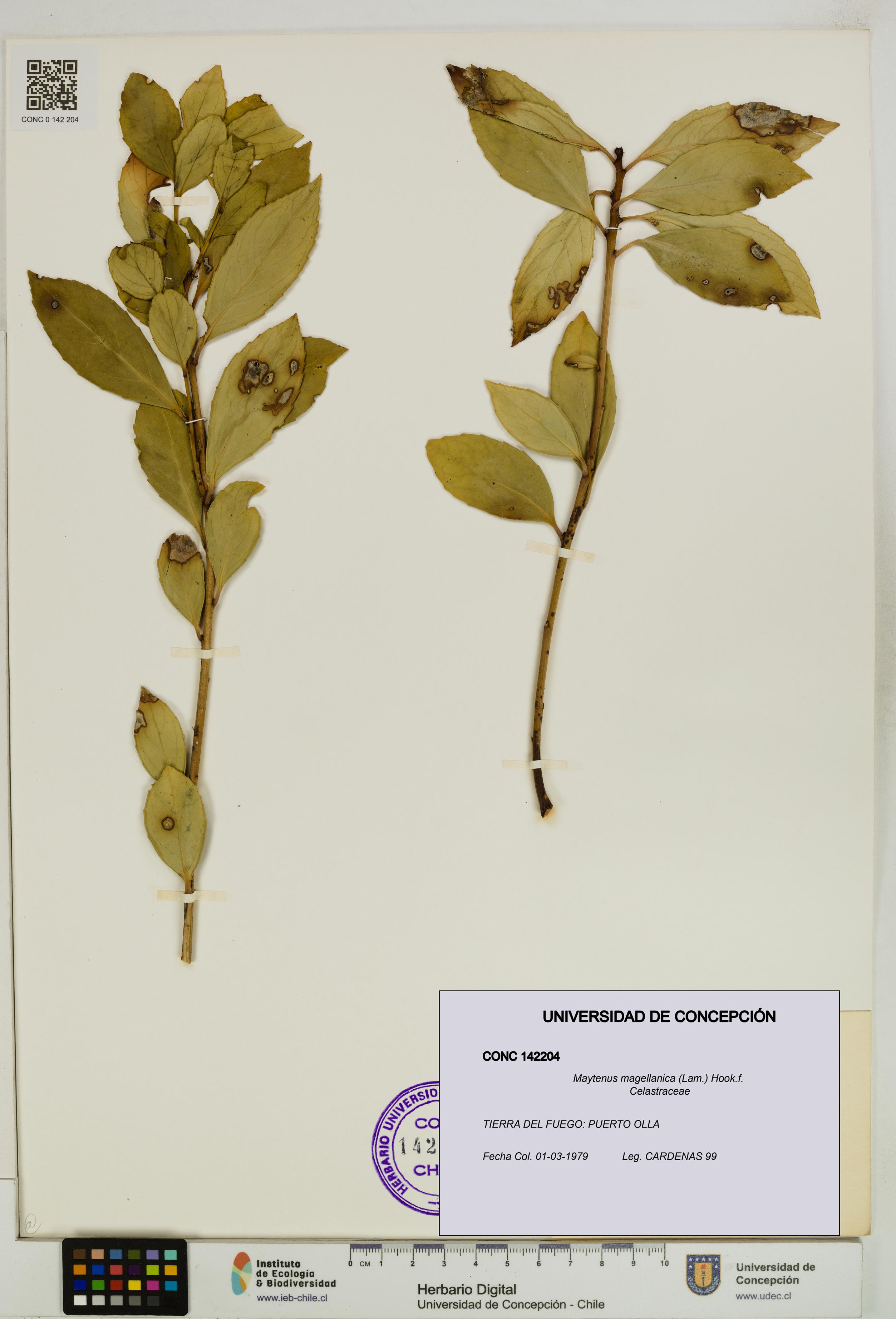 Maytenus magellanica [Espécimen: UDEC:CONC:0142204]