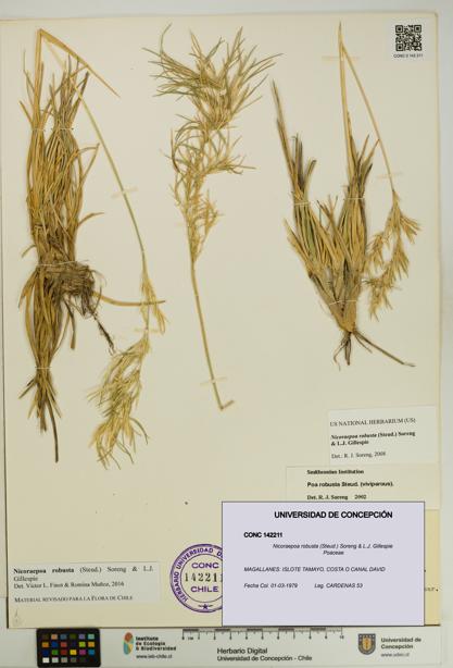 Nicoraepoa robusta [Espécimen: UDEC:CONC:0142211]