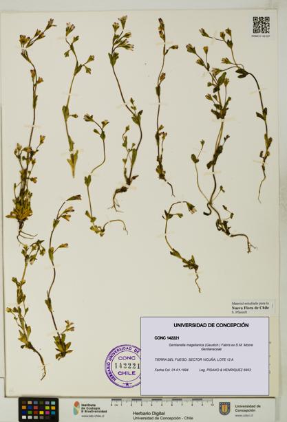 Gentianella magellanica [Espécimen: UDEC:CONC:0142221]