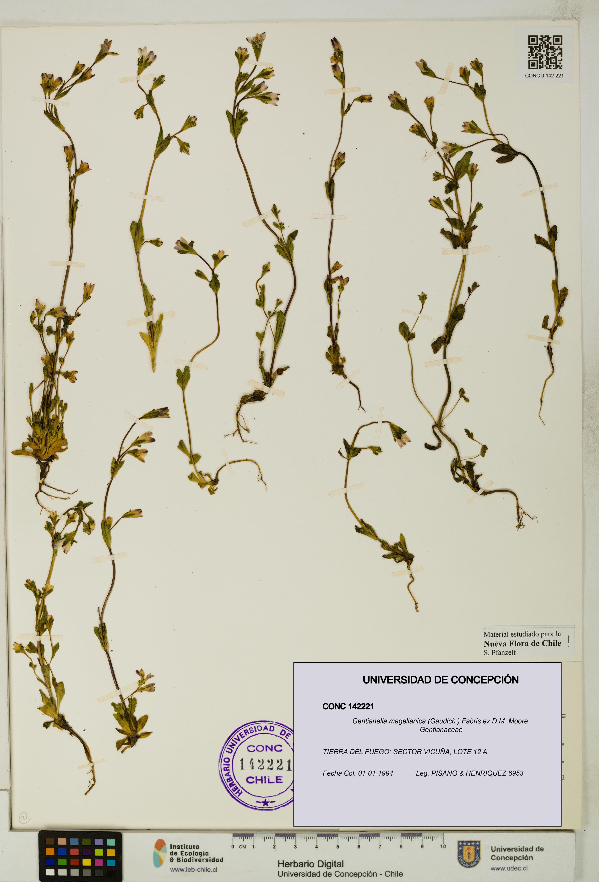 Gentianella magellanica [Espécimen: UDEC:CONC:0142221]