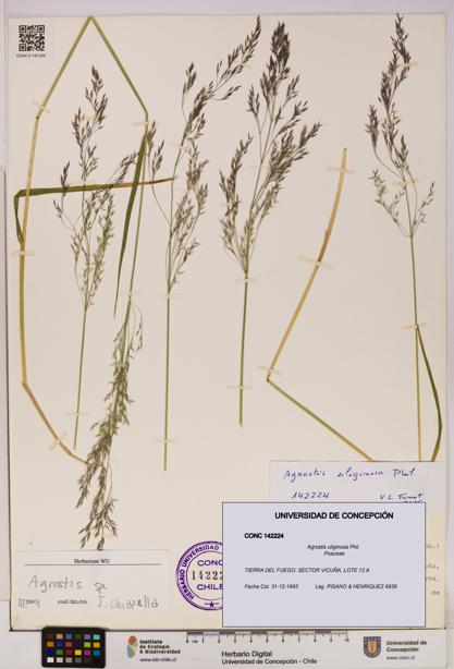 Agrostis uliginosa [Espécimen: UDEC:CONC:0142224]