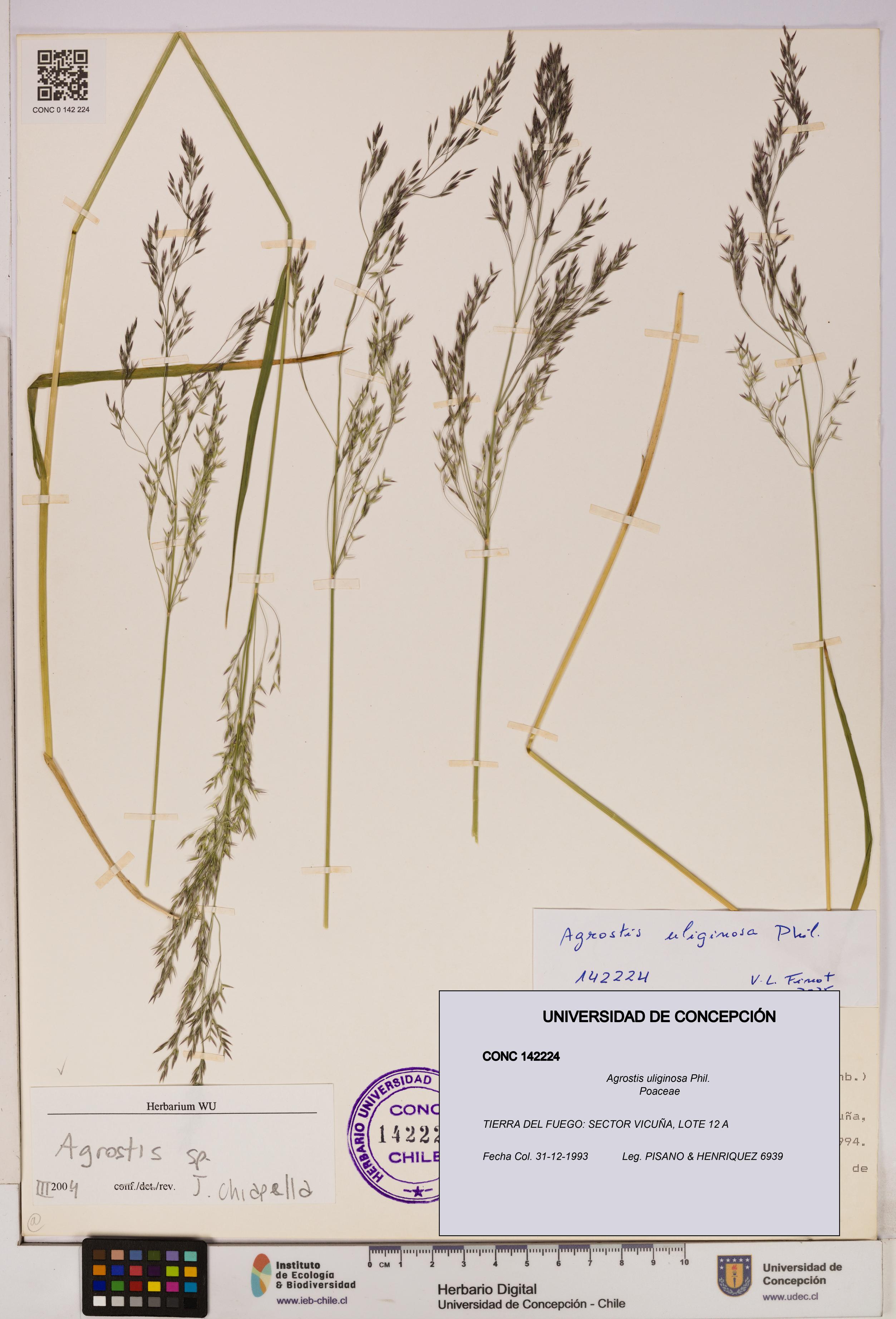 Agrostis uliginosa [Espécimen: UDEC:CONC:0142224]