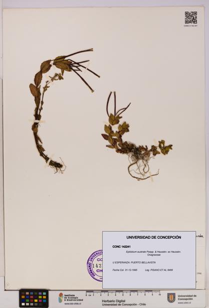 Epilobium australe [Espécimen: UDEC:CONC:0142241]